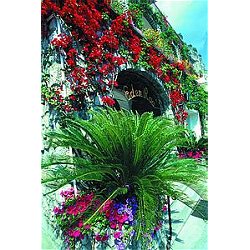 JOLLY DELLE PALME