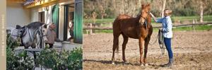 Horse Country Resort Congress & Spa