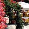 Hotel Canasta