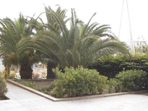 Hotel Residence Ulivi E Palme