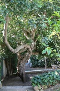 Villa Aurea Bed and Breakfast