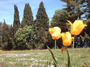 Montelucci Country Resort & Agriturismo di Charme