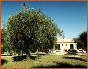 L'Olivar