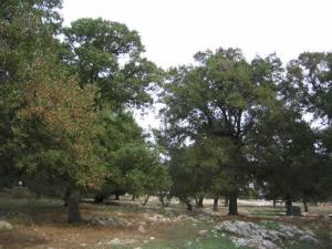 Masseria Torricella