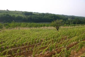 I Vigneti del Mandorlo