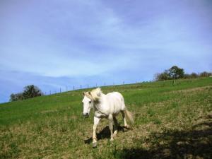 La Tavola Dei Cavalieri