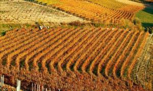 Enolocanda Del Tufo