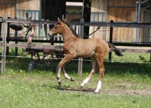 San Giacomo Horses & Agriturismo