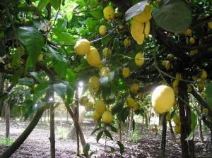 Il Gelsomino