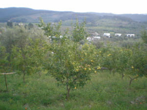 Parco dei Limoni