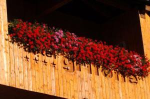 Hotel Grifone