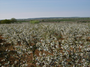 B&B Masseria Spilafemine