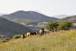 Villa Rica