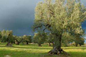Masseria Il Frantoio