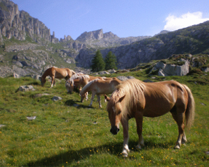 Hotel San Martino