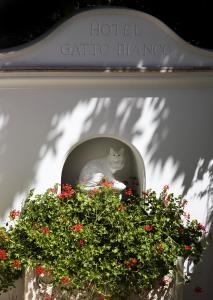 Albergo Gatto Bianco