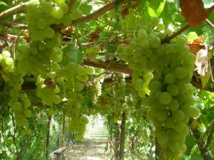 Albergo 'La Vigna'
