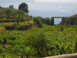 Tenuta Montecorbo