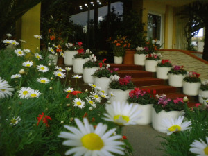 Resort Villa