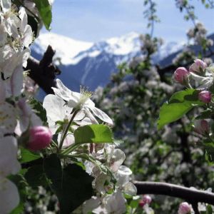 Abinea Dolomiti Romantic & SPA Hotel