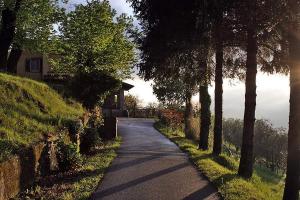 Agriturismo Forest