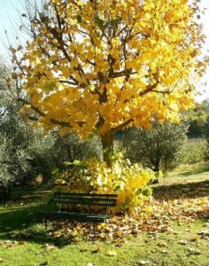 Agriturismo Villa La Morina