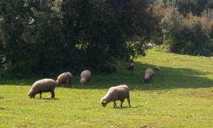 Masseria Iazzo Scagno