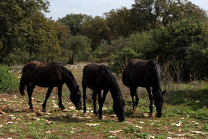 Masseria Iazzo Scagno