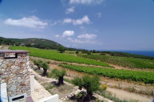 Tenuta Delle Ripalte