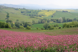 Agriturismo Poggio Tobruk