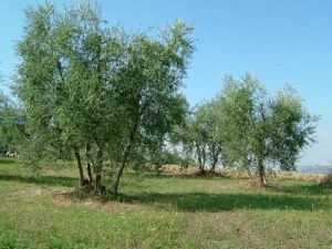 La Spiga D'Oro