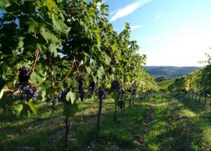 Il Borghetto Country Inn