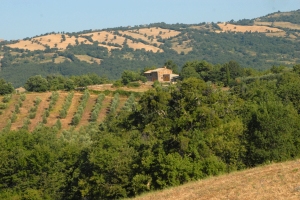 Terre Brune