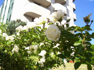 EuroHotel