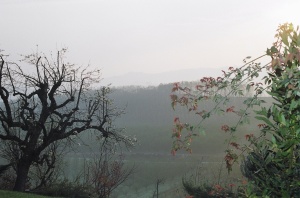 Il Cedro