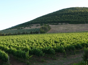 Wine Resort Led?? d'Ittiri