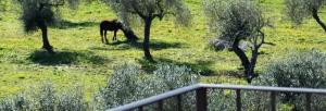 Alghero Resort Country Hotel