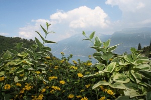 Stella D'Oro