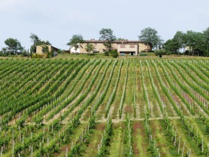 Il Rosolaccio