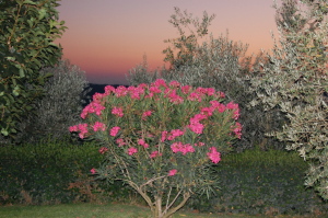 Villa I Barronci