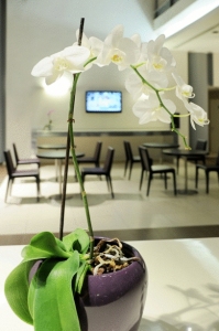 Holiday Inn Nola - Naples Vulcano Buono